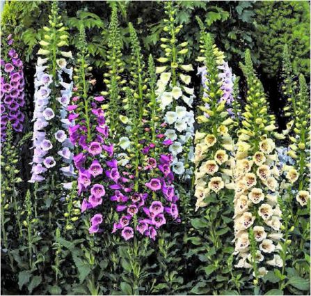 Foxglove